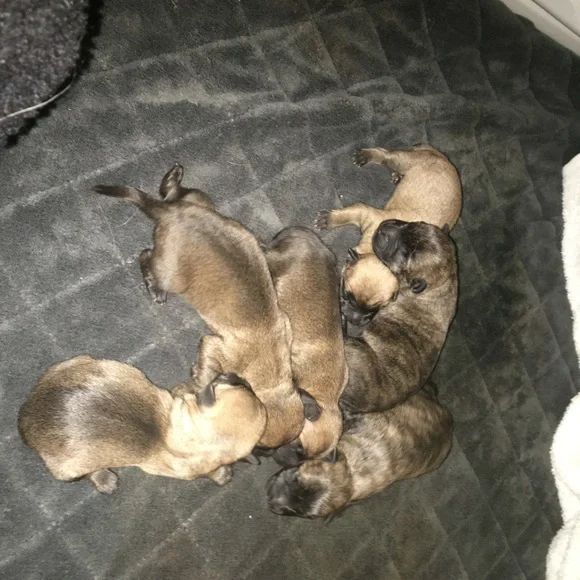 Meet your Posher, Elizabeth - Picture 8 of 16